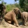 Elephant Sanctuary in Thailand